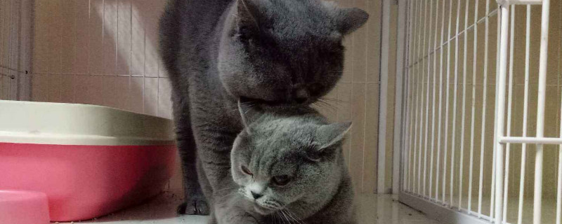 新手买蓝猫注意事项
