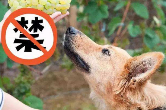 新手养狗五大忌，一个小疏忽就可能害死狗狗