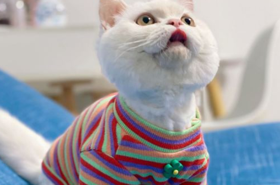 猫老是蹲坑但拉不出来