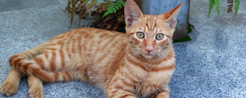 猫咪鼻子干燥是什么原因