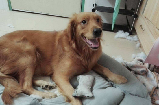 狗狗乱咬东西怎么办