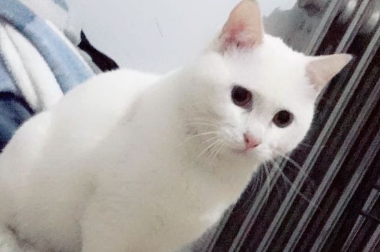 猫骨折表现
