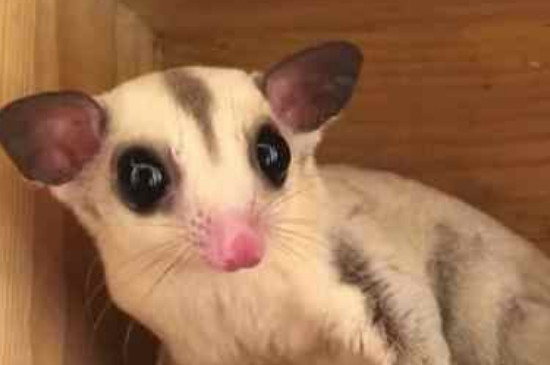 蜜袋鼯臭吗