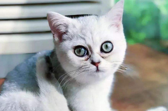 猫的速度有多快