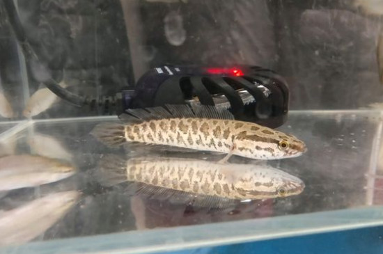 黑鱼吃什么食物