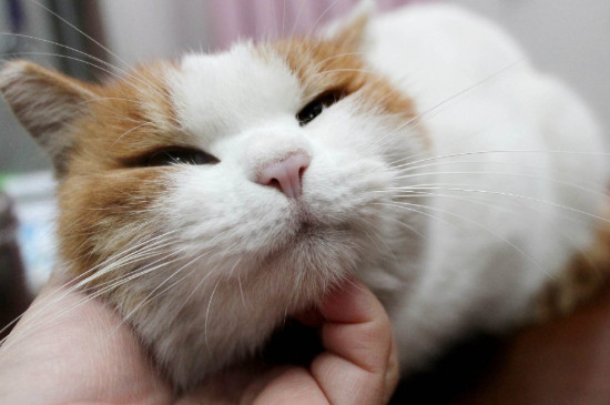 猫为什么呼噜