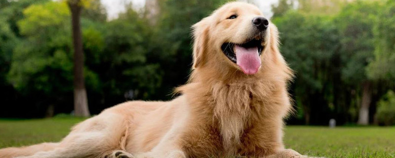 怎样训练金毛寻回犬