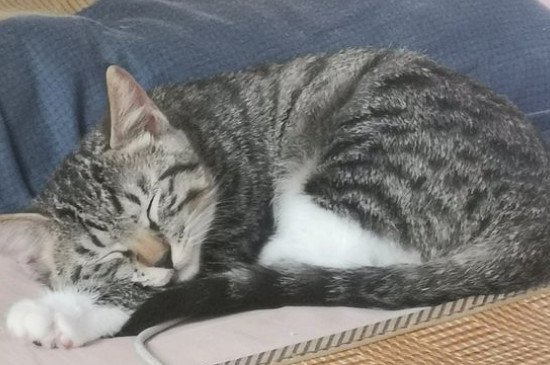 狸花猫和虎斑猫的区别
