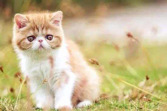 小猫多久可以离开母猫送人