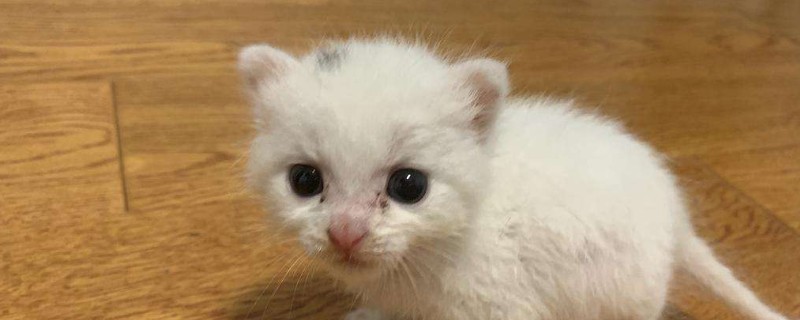 一个月猫一顿喝多少奶