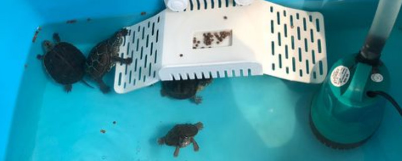 乌龟暴毙是什么原因