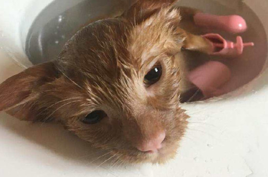 猫咪洗澡多久一次
