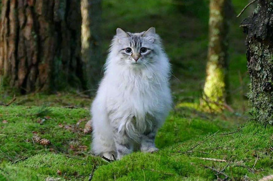 西伯利亚森林猫价钱图片，纯种西伯利亚猫多少钱一只