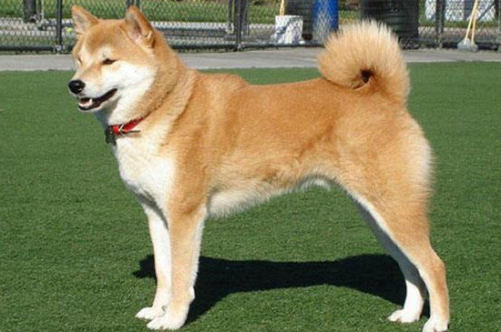 柴犬秋田犬区别