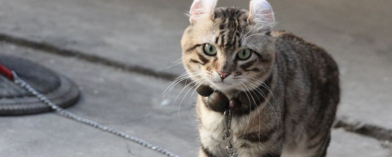 猫咪耳螨怎么治