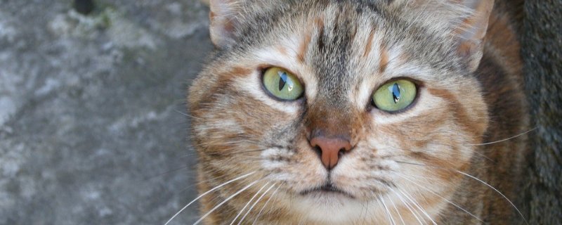 猫的眼屎红褐色正常吗