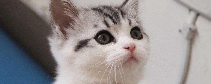 go猫粮真假辨别