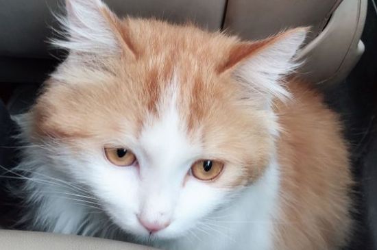 猫会发烧吗
