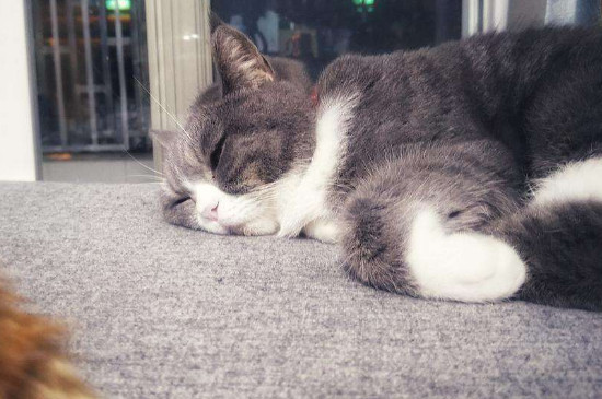 猫咪能吃鸡蛋吗