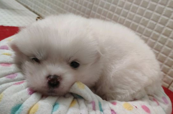 狗狗舔爪子代表什么