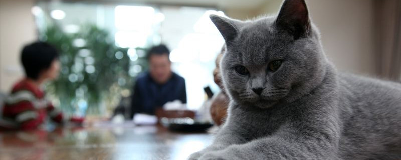 城市人怎么养猫