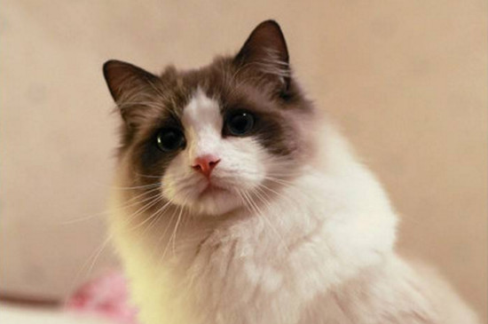 布偶猫只认一个主人吗，布偶猫可不可以换主人