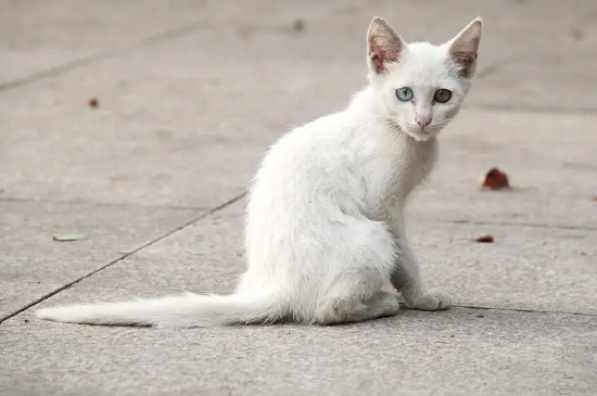 小奶猫能喝纯牛奶吗