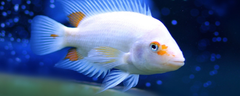 怎么给鱼缸换水