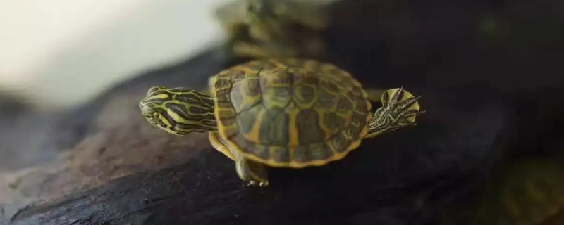 正确的养龟方法