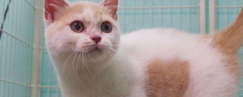 养曼基康猫注意事项