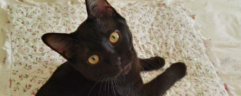 玄猫和黑猫区别