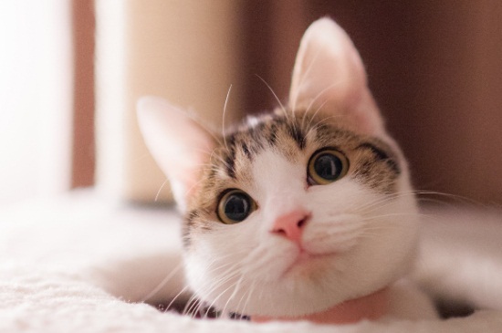 猫可以吃菠萝吗