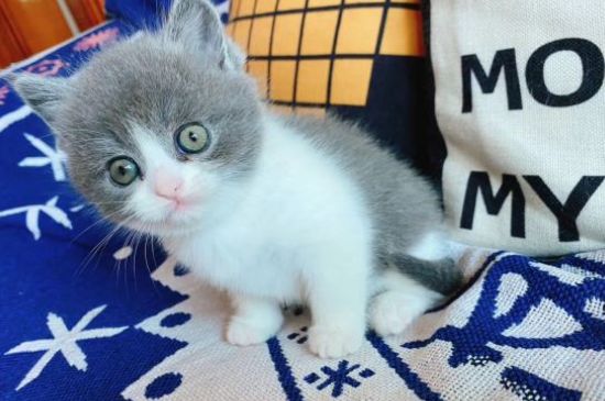 猫能吃花生吗