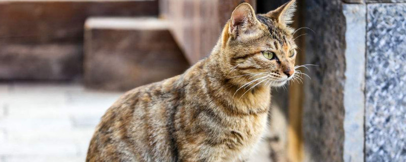 猫得狂犬病的症状