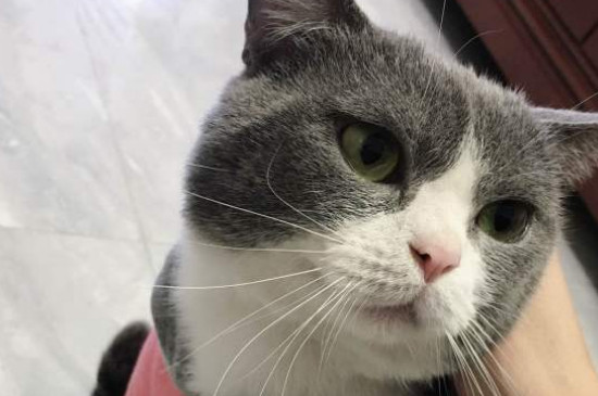 猫鼻支的症状