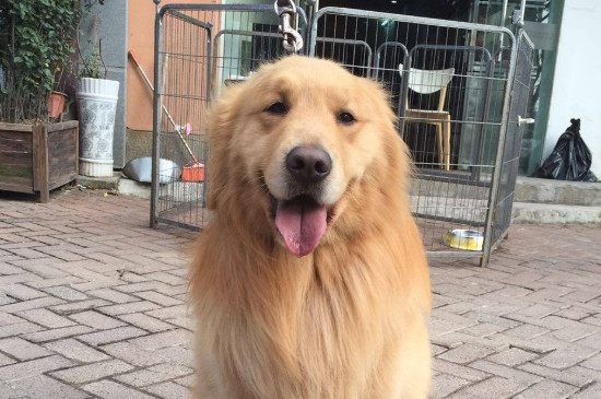 金毛狗怎么养