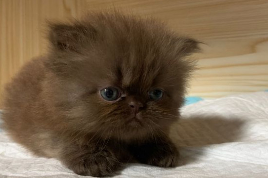 曼基康猫优缺点