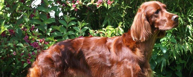 戈登雪达犬多少价位，大概1000-3000元左右一只