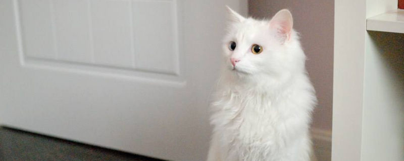 狮子猫性格