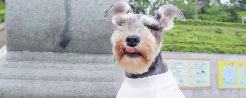 犬细小症状