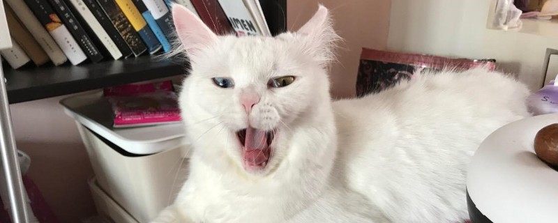 猫哈人是什么意思