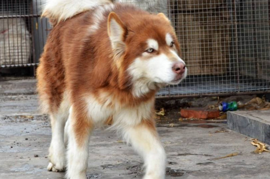 阿拉斯加犬好养吗，不好养而且养起来伤不起