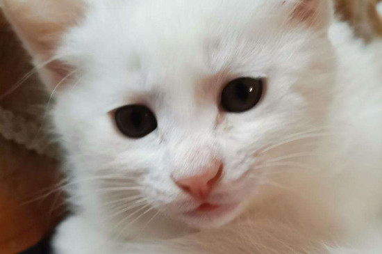 猫咪鼻子发白食欲很好