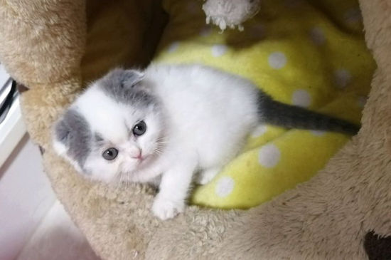 高地猫特点