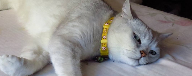 一窝猫应该挑哪只