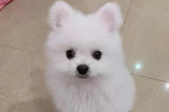 博美犬的寿命多长，一般能活10-16年最多20年左右