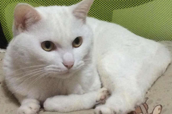 猫有鼻涕怎么办