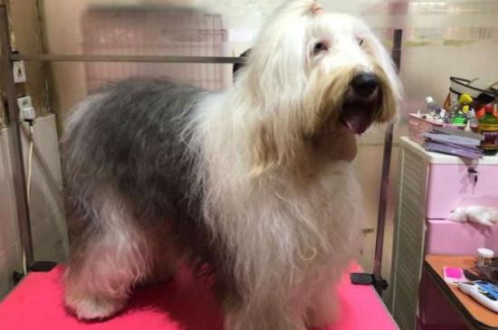 古牧幼犬价格大概多少钱一只，古牧多少钱一只幼崽