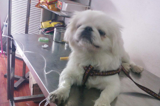 犬瘟神经症状的表现，患病狗狗还能活多久