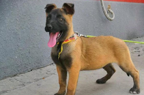 马犬体重有多少斤，马犬标准体重多少